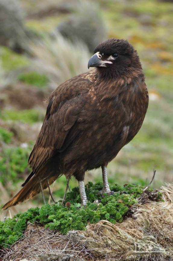 Um belo caracara, ave de rapina em Steeple Jason, no noroeste das Ilhas Malvinas